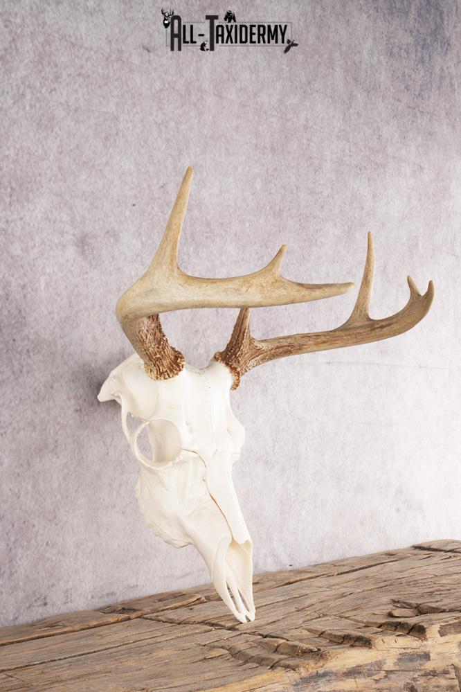 Whitetail Deer Skull SKU 3012 - Image 2