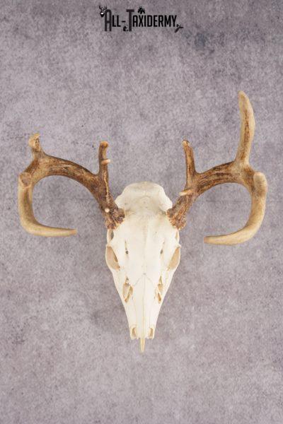 Whitetail Deer Skull SKU 3011