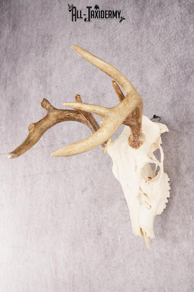 Whitetail Deer Skull SKU 3011 - Image 3