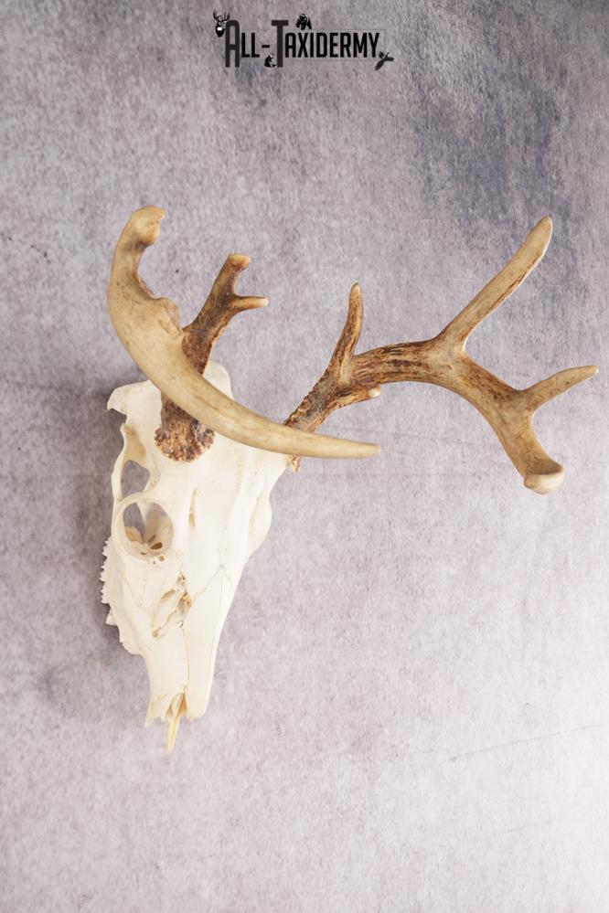 Whitetail Deer Skull SKU 3011 - Image 2