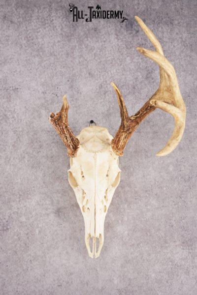 Whitetail Deer Skull SKU 3010