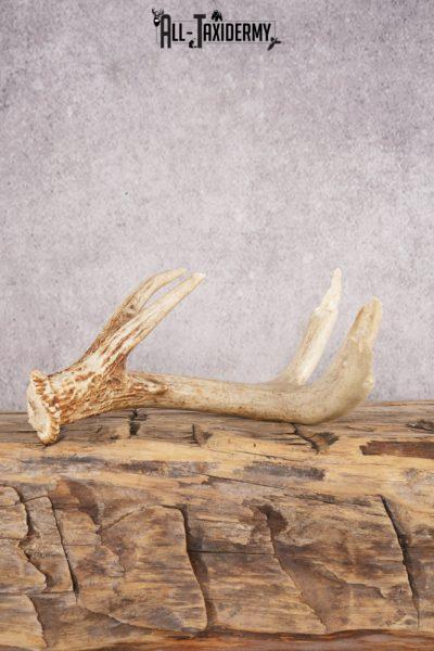 White Tail Deer Chewed Skull SKU 3009
