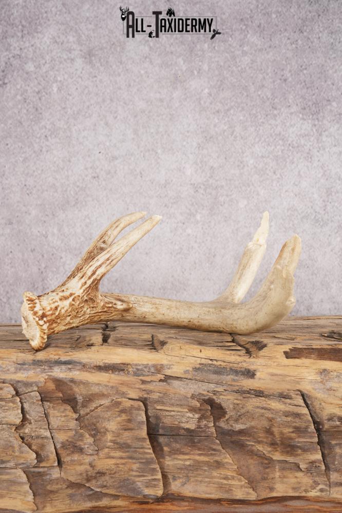 White Tail Deer Chewed Skull SKU 3009
