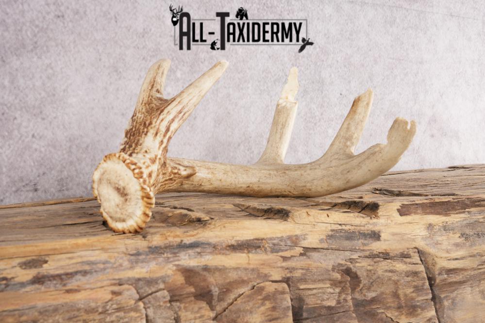 White Tail Deer Chewed Skull SKU 3009 - Image 4