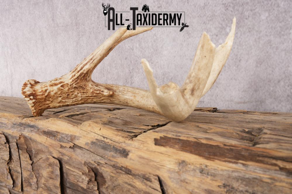 White Tail Deer Chewed Skull SKU 3009 - Image 3