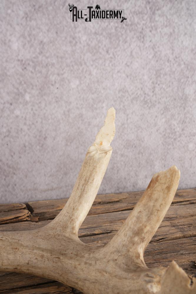 White Tail Deer Chewed Skull SKU 3009 - Image 2