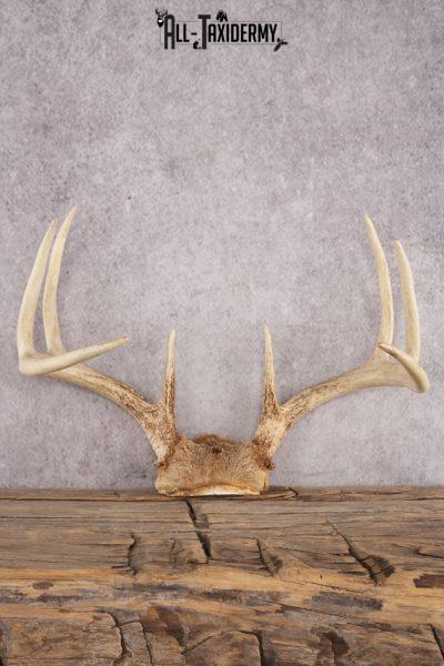 Whitetail Deer Skull Cap SKU 3008