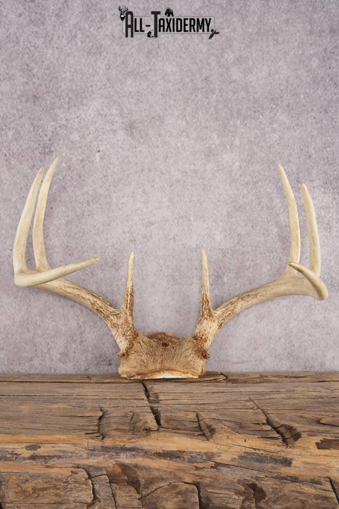 Whitetail Deer Skull Cap SKU 3008