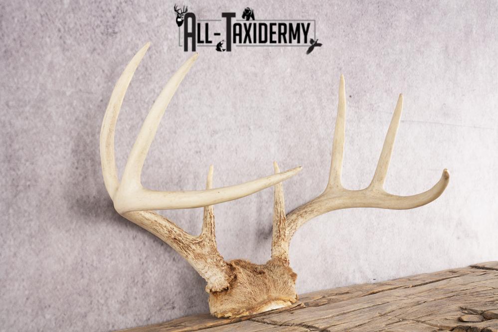 Whitetail Deer Skull Cap SKU 3008 - Image 2