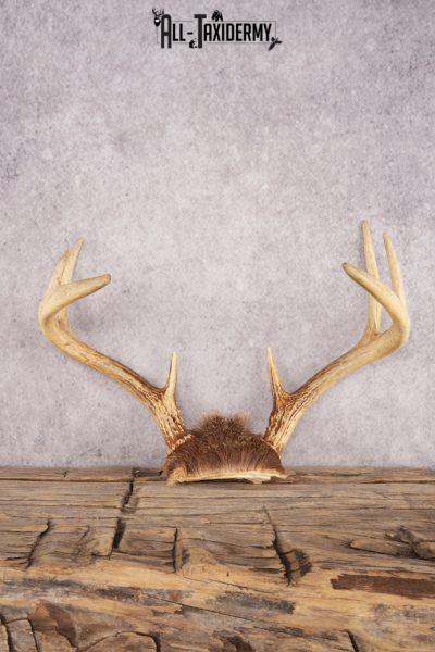 Whitetail Deer Skull Cap SKU 3007