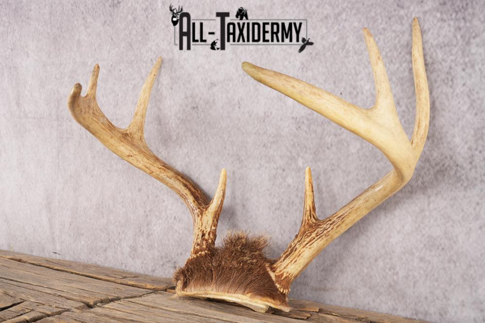 Whitetail Deer Skull Cap SKU 3007 - Image 3