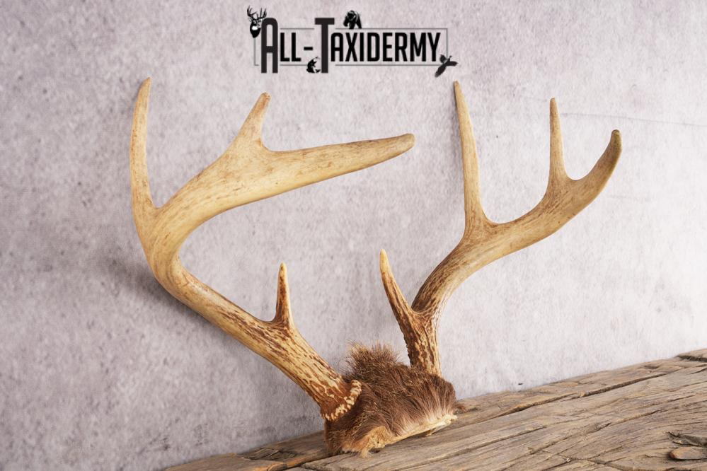 Whitetail Deer Skull Cap SKU 3007 - Image 2