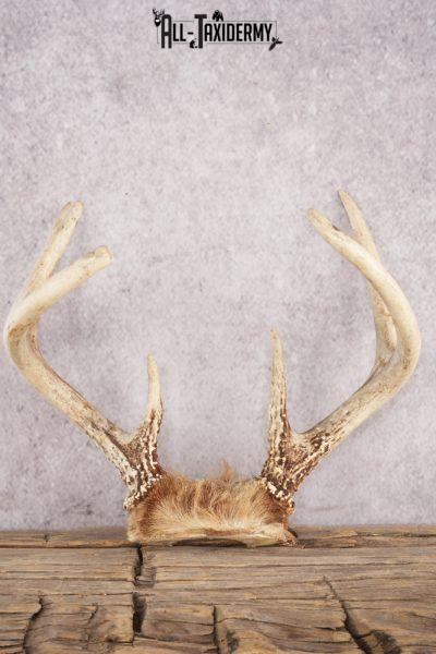Whitetail Deer Skull Cap SKU 3006