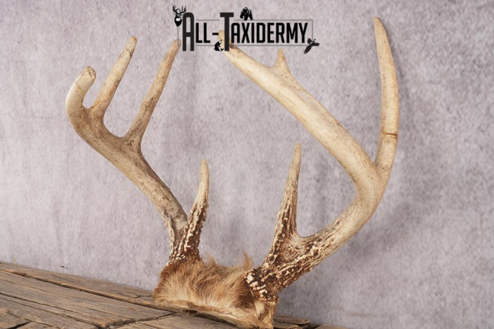 Whitetail Deer Skull Cap SKU 3006 - Image 3