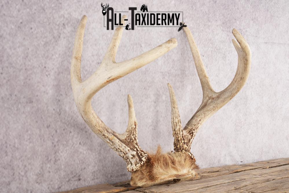 Whitetail Deer Skull Cap SKU 3006 - Image 2