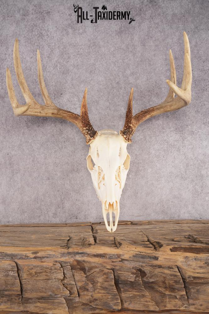 10 Point Whitetail Deer Skull SKU 3015
