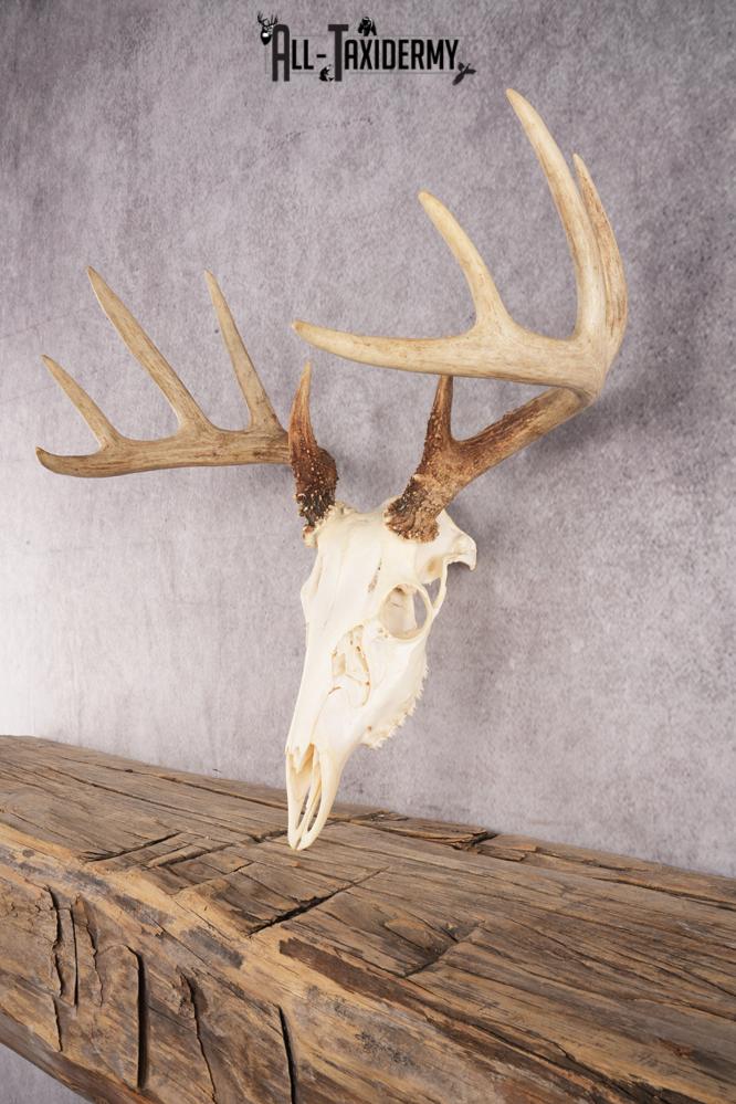 10 Point Whitetail Deer Skull SKU 3015 - Image 5