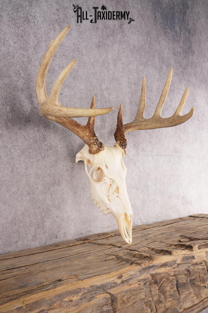 10 Point Whitetail Deer Skull SKU 3015 - Image 4