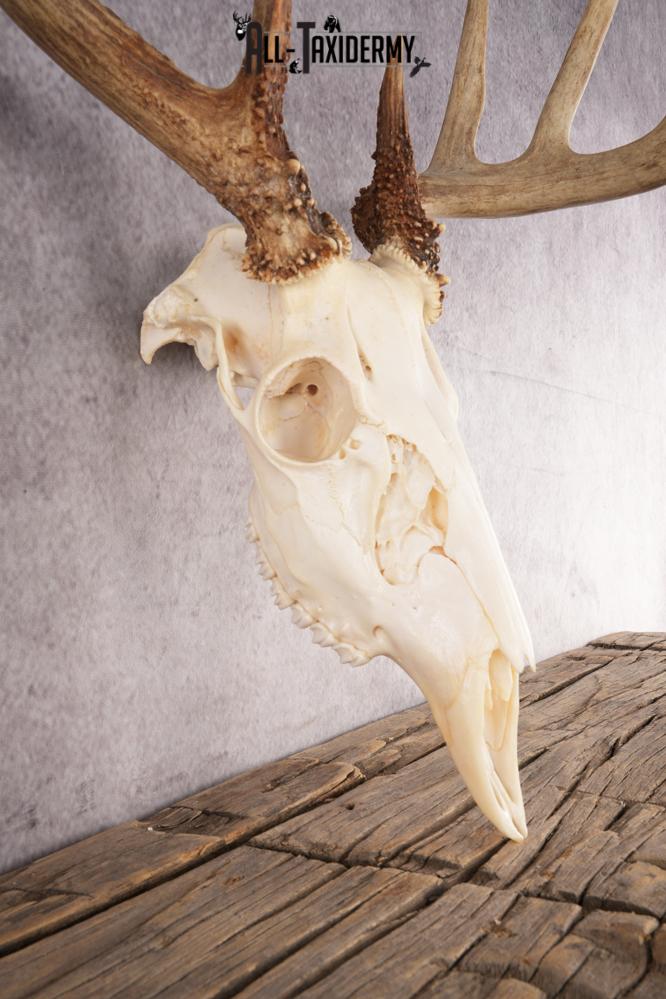 10 Point Whitetail Deer Skull SKU 3015 - Image 3