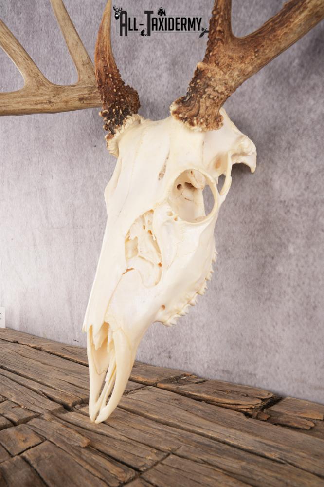 10 Point Whitetail Deer Skull SKU 3015 - Image 2