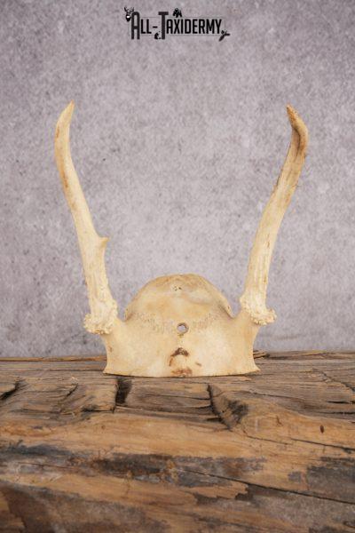 Spike Whitetail Deer Skull Cap SKU 3003