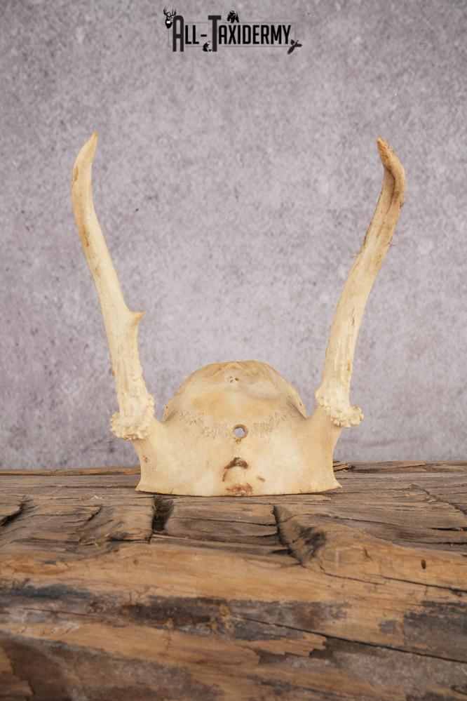 Spike Whitetail Deer Skull Cap SKU 3003