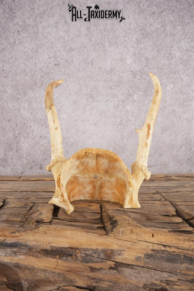 Spike Whitetail Deer Skull Cap SKU 3003 - Image 3