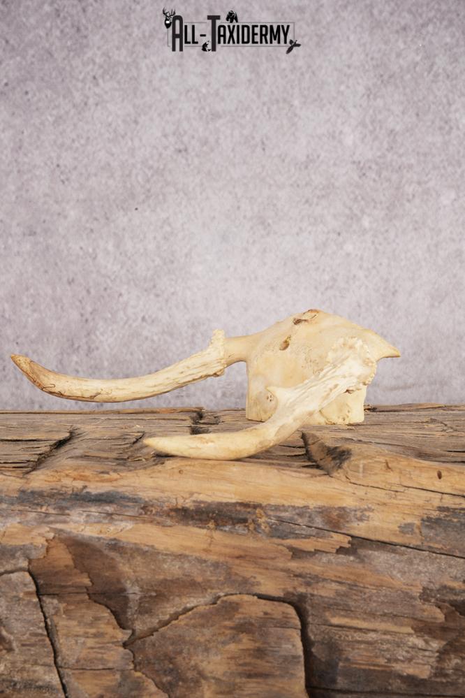 Spike Whitetail Deer Skull Cap SKU 3003 - Image 2