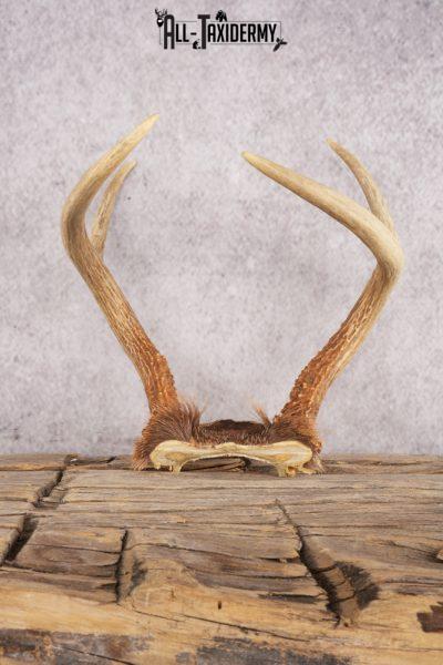 5 Point Whitetail Deer Skull Cap SKU 3002
