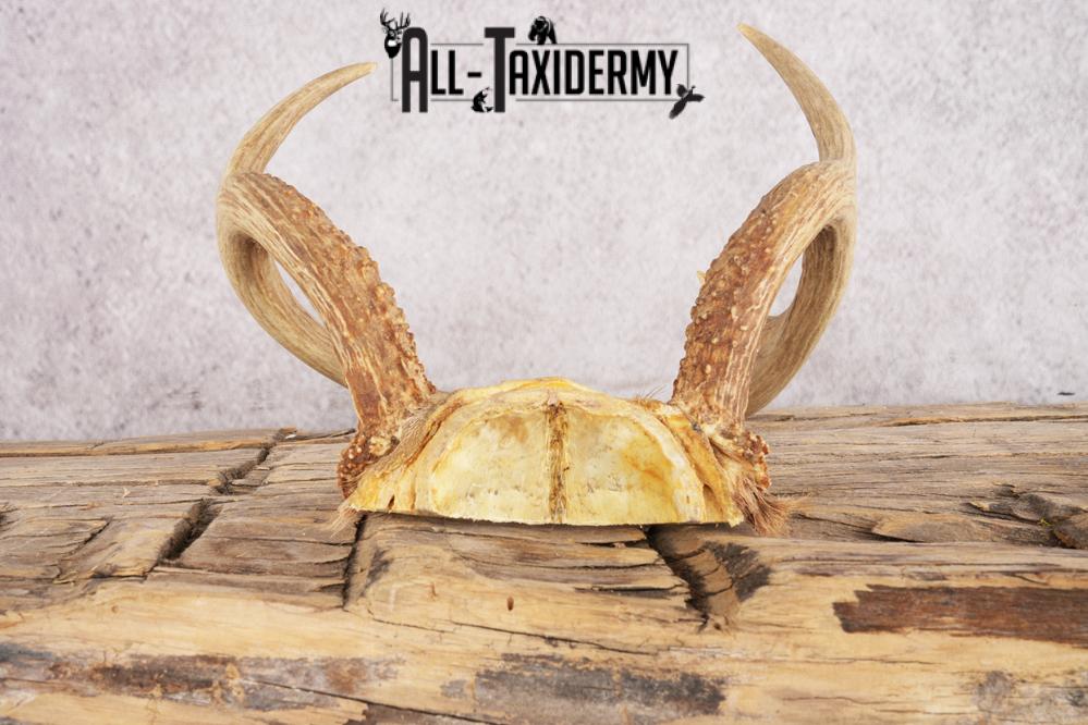 5 Point Whitetail Deer Skull Cap SKU 3002 - Image 2