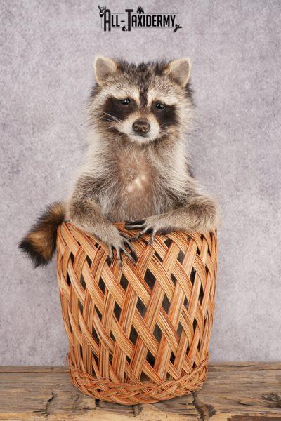 Raccoon in a Basket SKU 3096