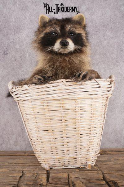Raccoon in a Basket SKU 3095
