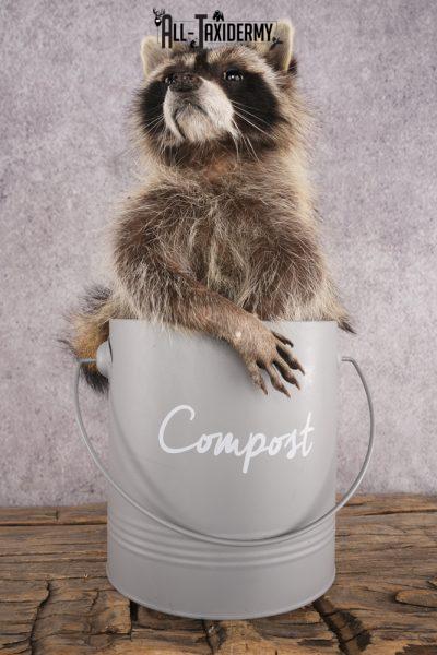 Raccoon in a Basket SKU 3044