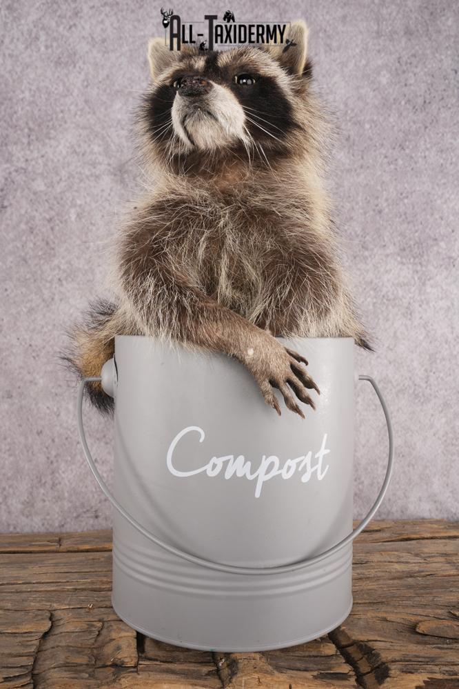 Raccoon in a Basket SKU 3044