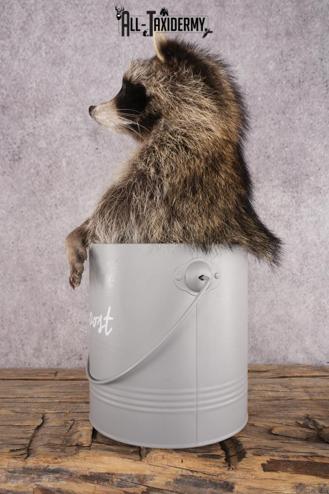 Raccoon in a Basket SKU 3044 - Image 4