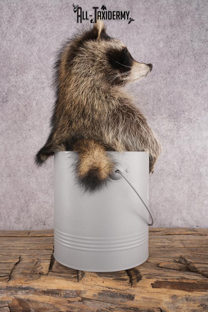 Raccoon in a Basket SKU 3044 - Image 2