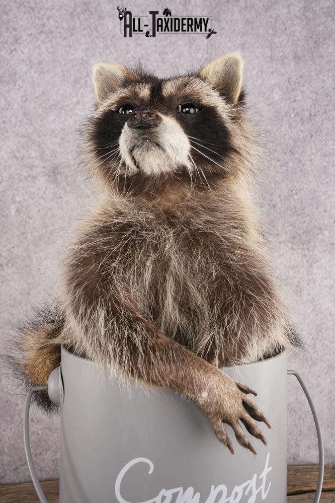 Raccoon in a Basket SKU 3044 - Image 5