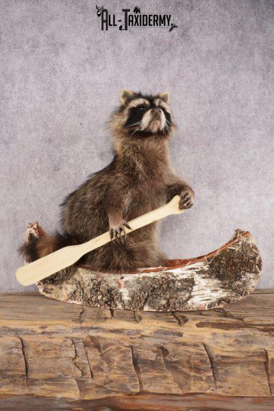 Raccoon in a Canoe SKU 3054