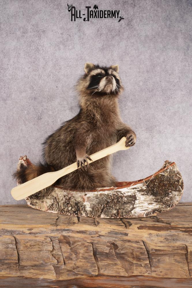 Raccoon in a Canoe SKU 3054