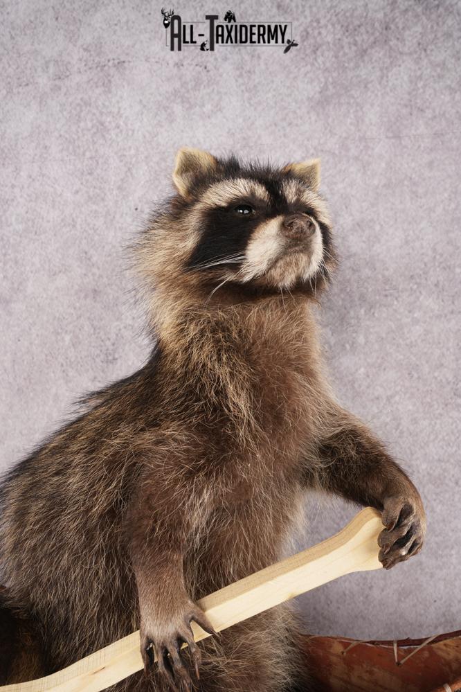 Raccoon in a Canoe SKU 3054 - Image 3