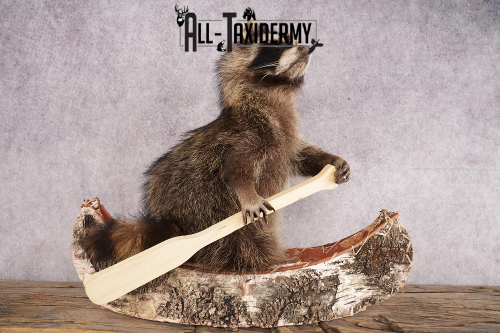 Raccoon in a Canoe SKU 3054 - Image 2