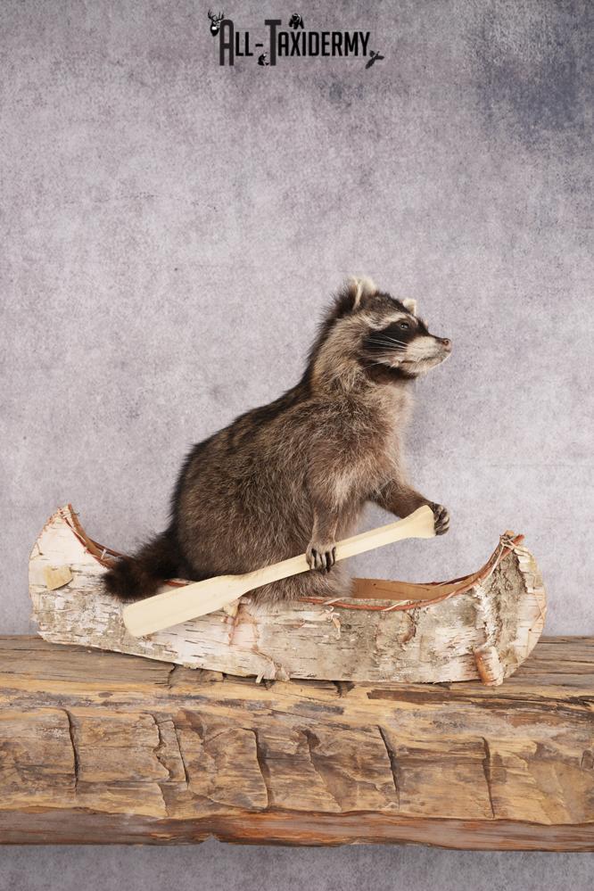 Raccoon in a Canoe SKU 3053