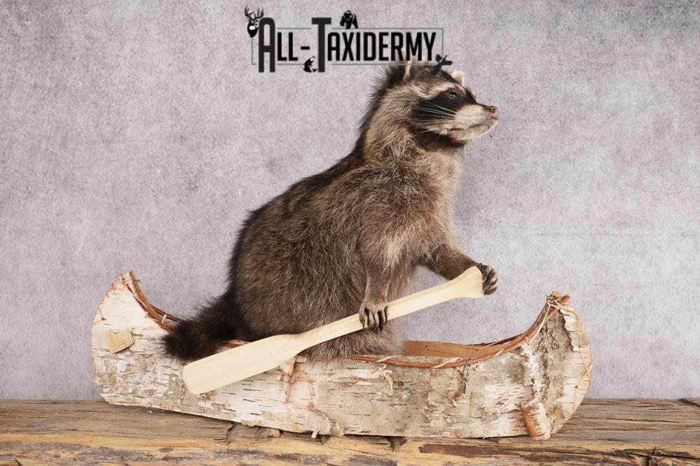 Raccoon in a Canoe SKU 3053 - Image 4