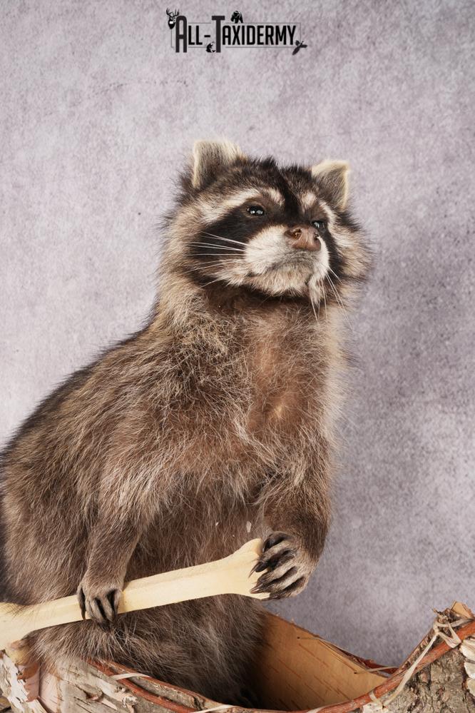Raccoon in a Canoe SKU 3053 - Image 3