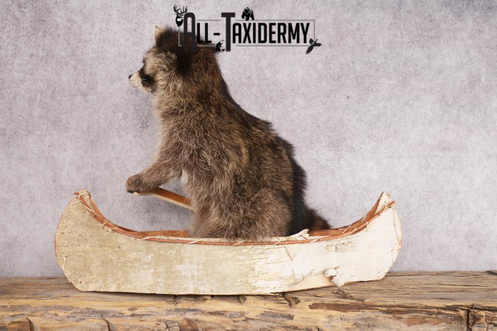 Raccoon in a Canoe SKU 3053 - Image 2