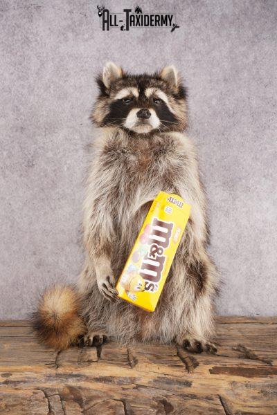 Candy Raccoon SKU 3049