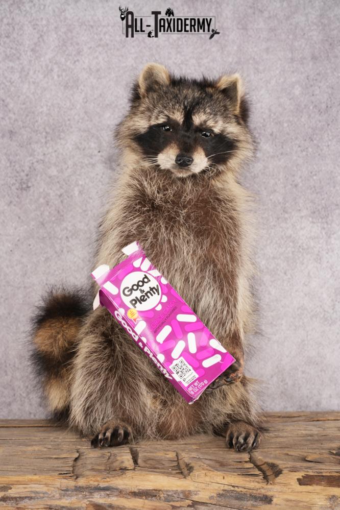 Candy Raccoon SKU 3050