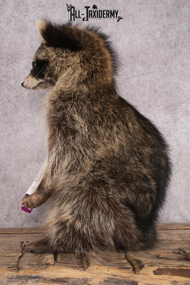 Candy Raccoon SKU 3050 - Image 4