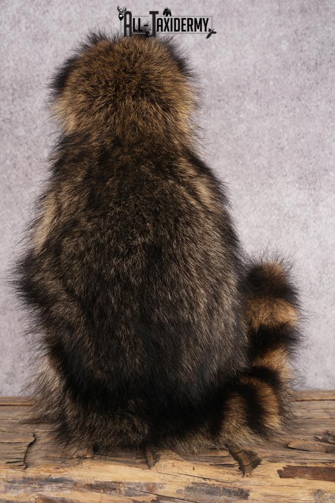 Candy Raccoon SKU 3050 - Image 3