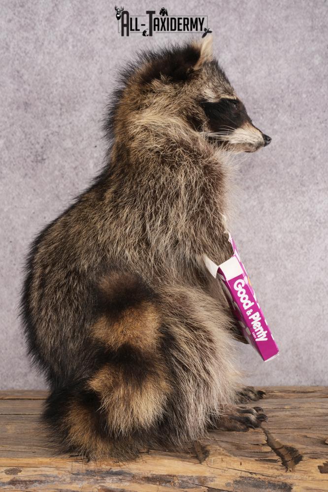 Candy Raccoon SKU 3050 - Image 2